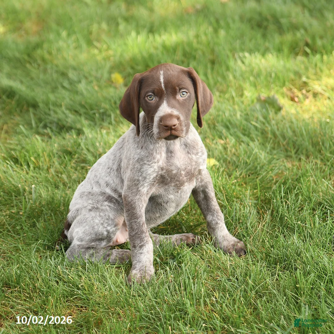 German Shorthaired Pointer dogs for sale: Sidney - Ad 2