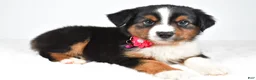 Miniature Australian Shepherd dogs for sale: Annie  - Ad 7