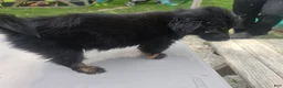 Pomchi dogs for sale: Mittens - Ad 13
