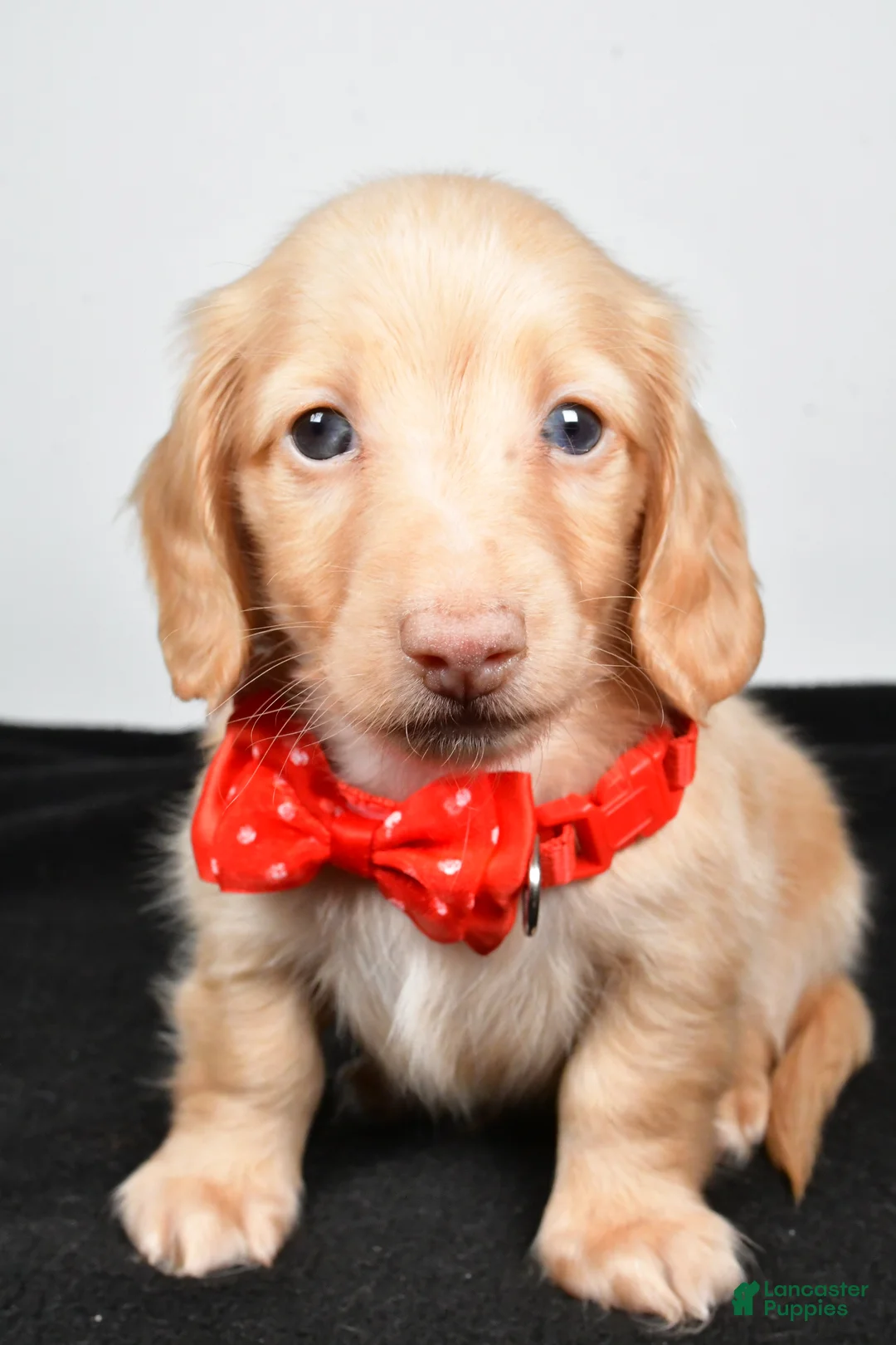 Miniature Dachshund dogs for sale: Alex - Ad 7