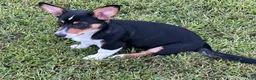 American Corgi dogs for sale: American Corgi 1 - Ad 2