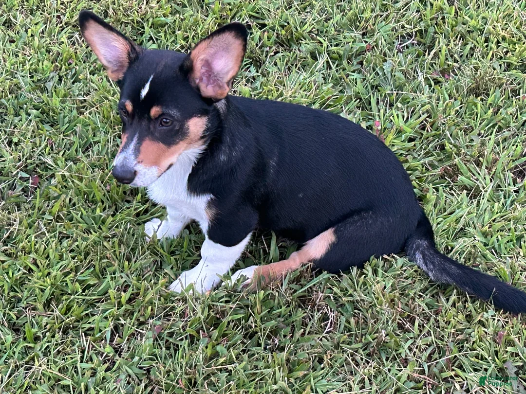 American Corgi dogs for sale: American Corgi 1 - Ad 2