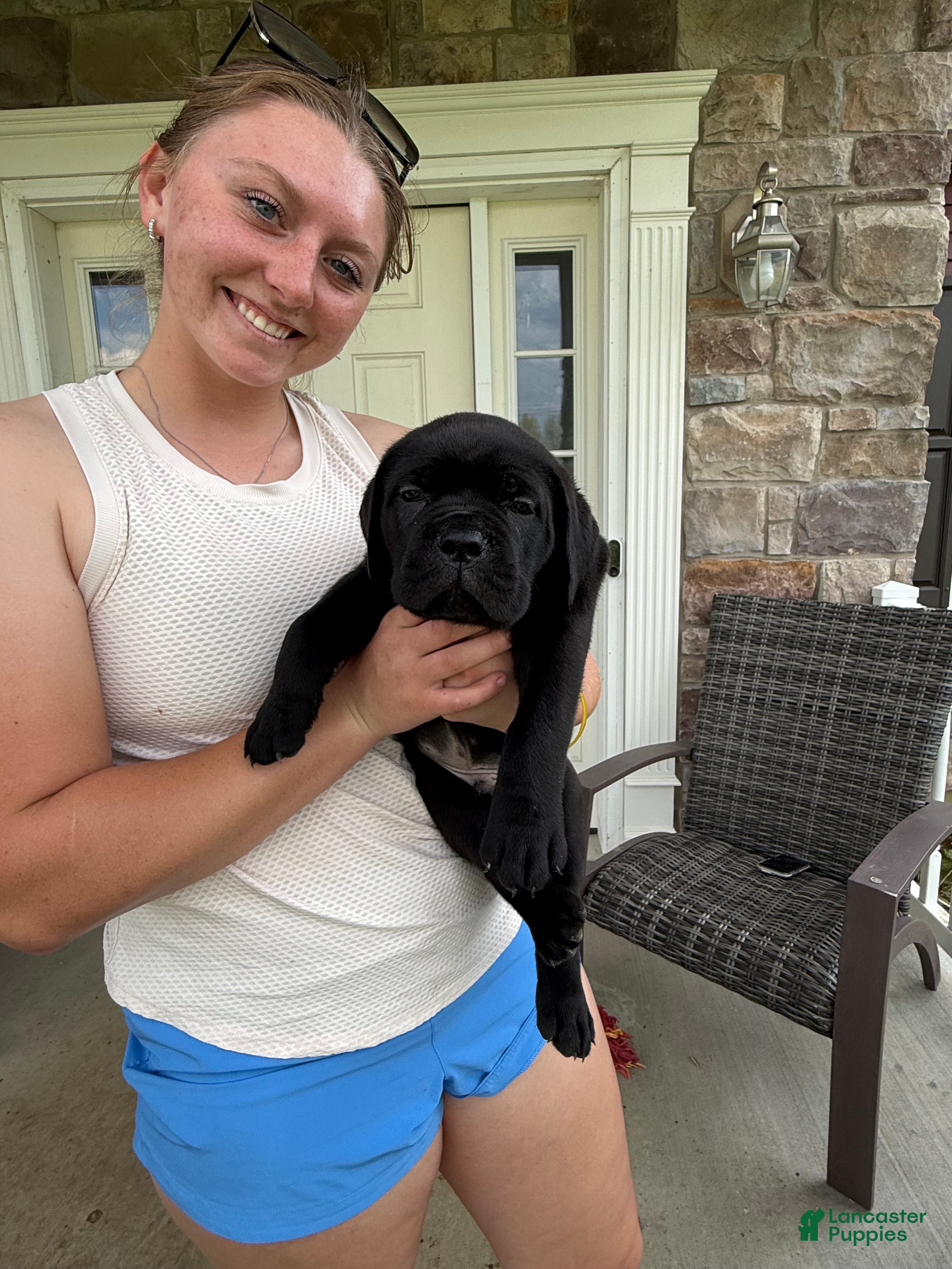 Cane Corso dogs Cane Corso Puppy 2 - Ad 1