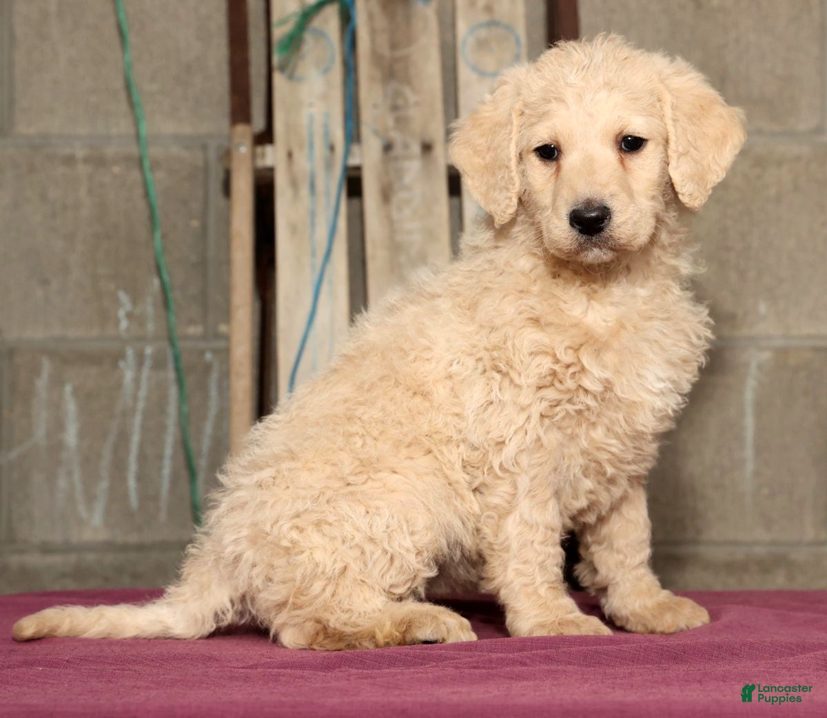 Labradoodle dogs Reese - Ad 25