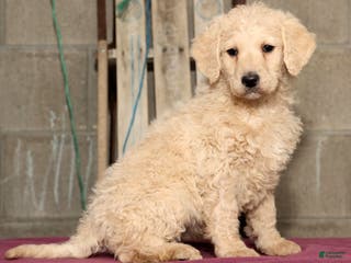 Labradoodle dogs Reese - Ad 42