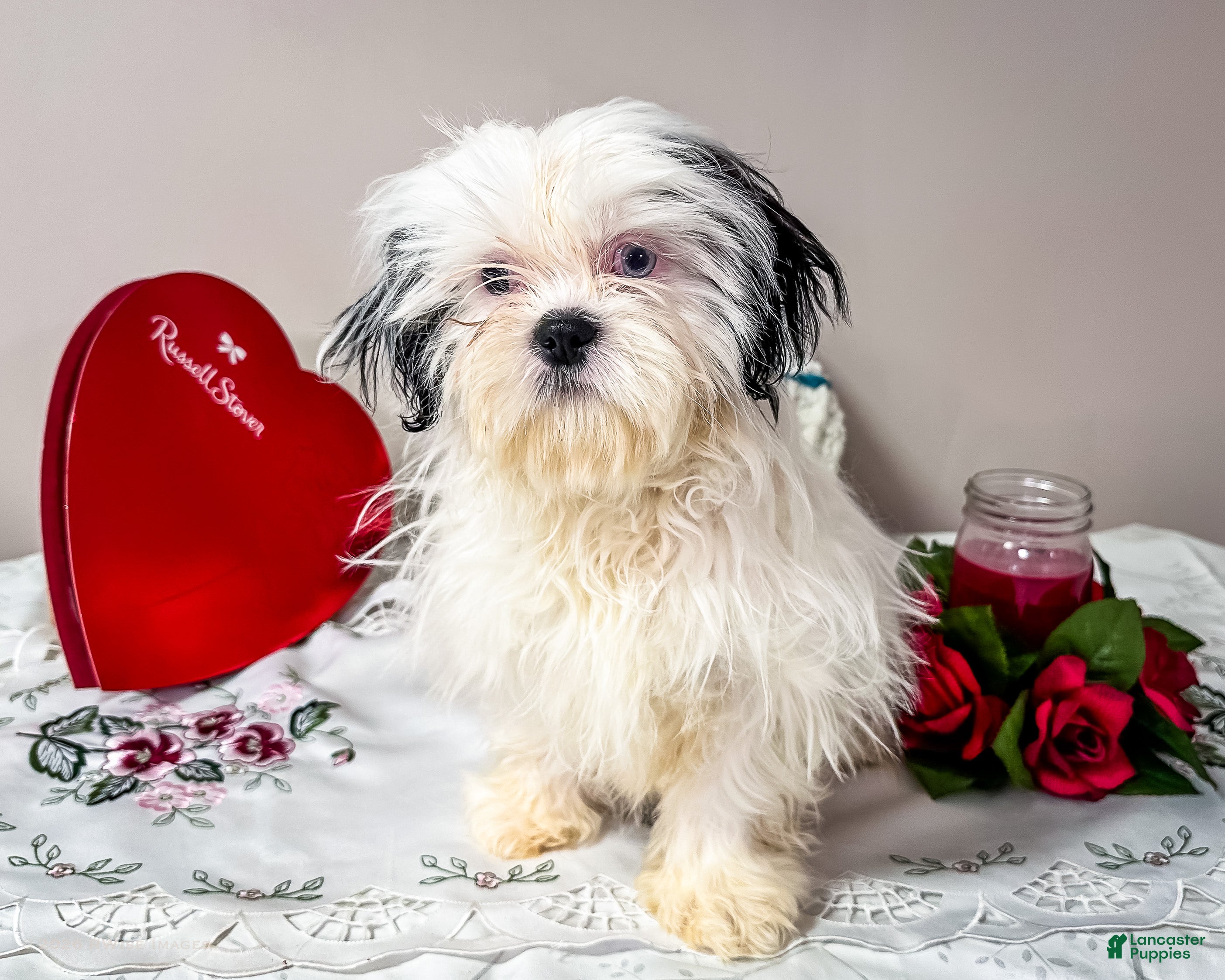 Shih Tzu dogs Lanetta - Ad 2