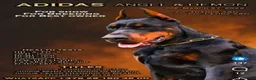 Doberman Pinscher dogs for sale: Thanos  - Ad 7