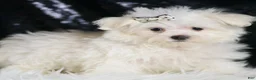 Maltese dogs for sale: Dior - Ad 5