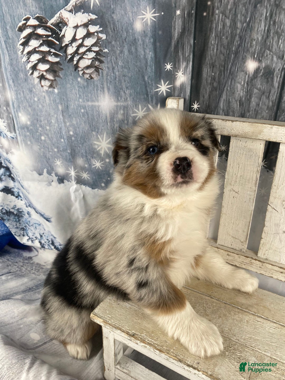 Australian Shepherd dogs for sale: Calla - Ad 3