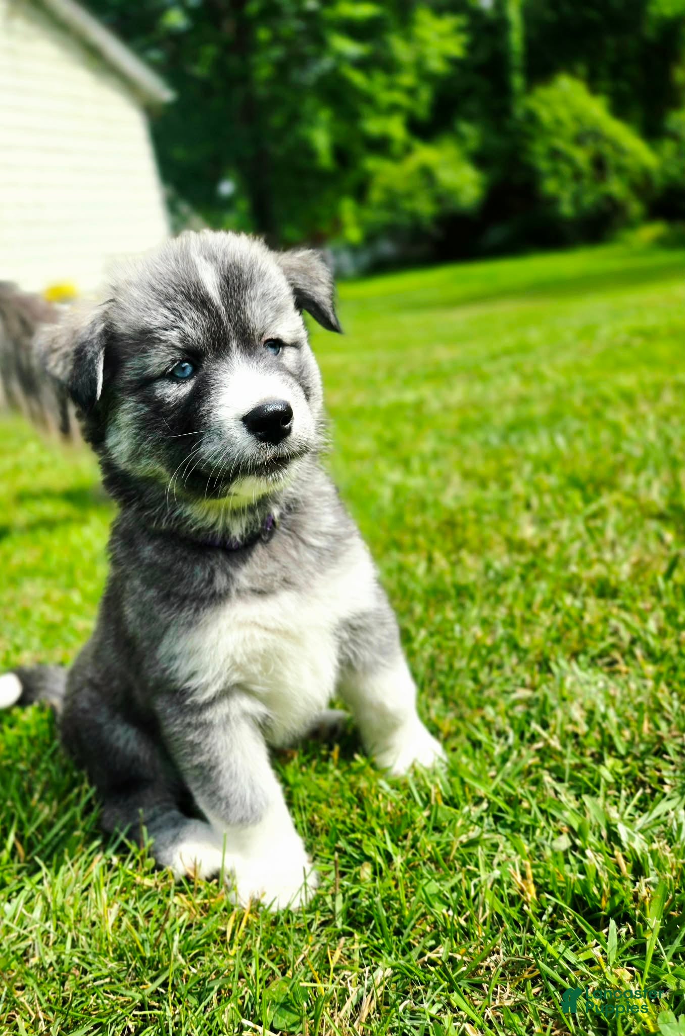 Mixed Breed dogs Grumpy - Ad 7