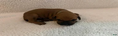 Rhodesian Ridgeback 1