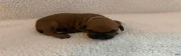 Rhodesian Ridgeback dogs for sale: Rhodesian Ridgeback 1 - Ad 1