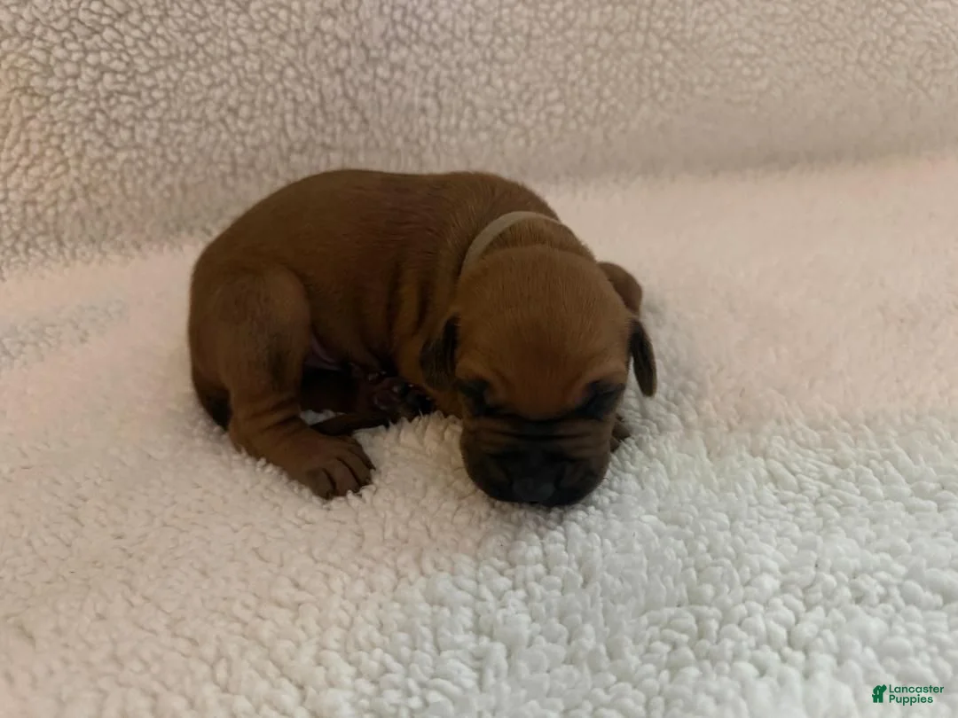 Rhodesian Ridgeback dogs for sale: Rhodesian Ridgeback 1 - Ad 1