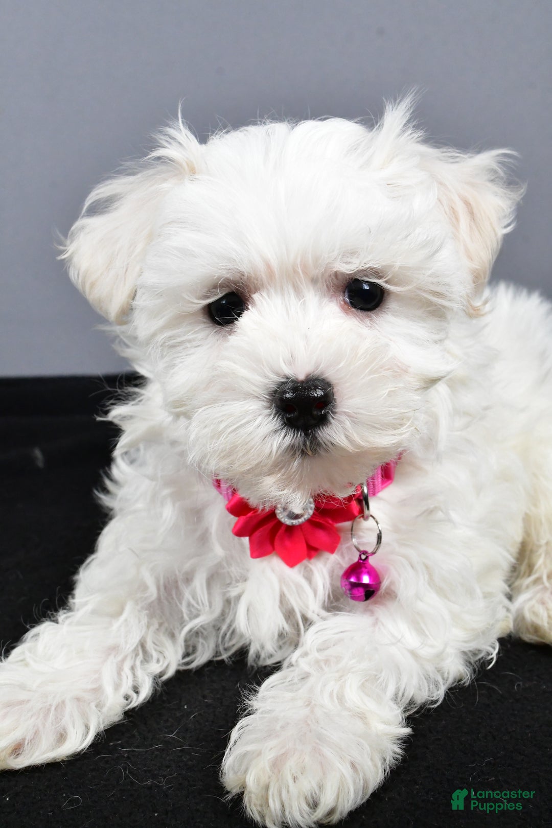 Maltipoo dogs for sale: Lexi - Ad 5
