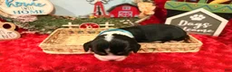 English Springer Spaniel dogs for sale: Light Blue collar - Ad 1