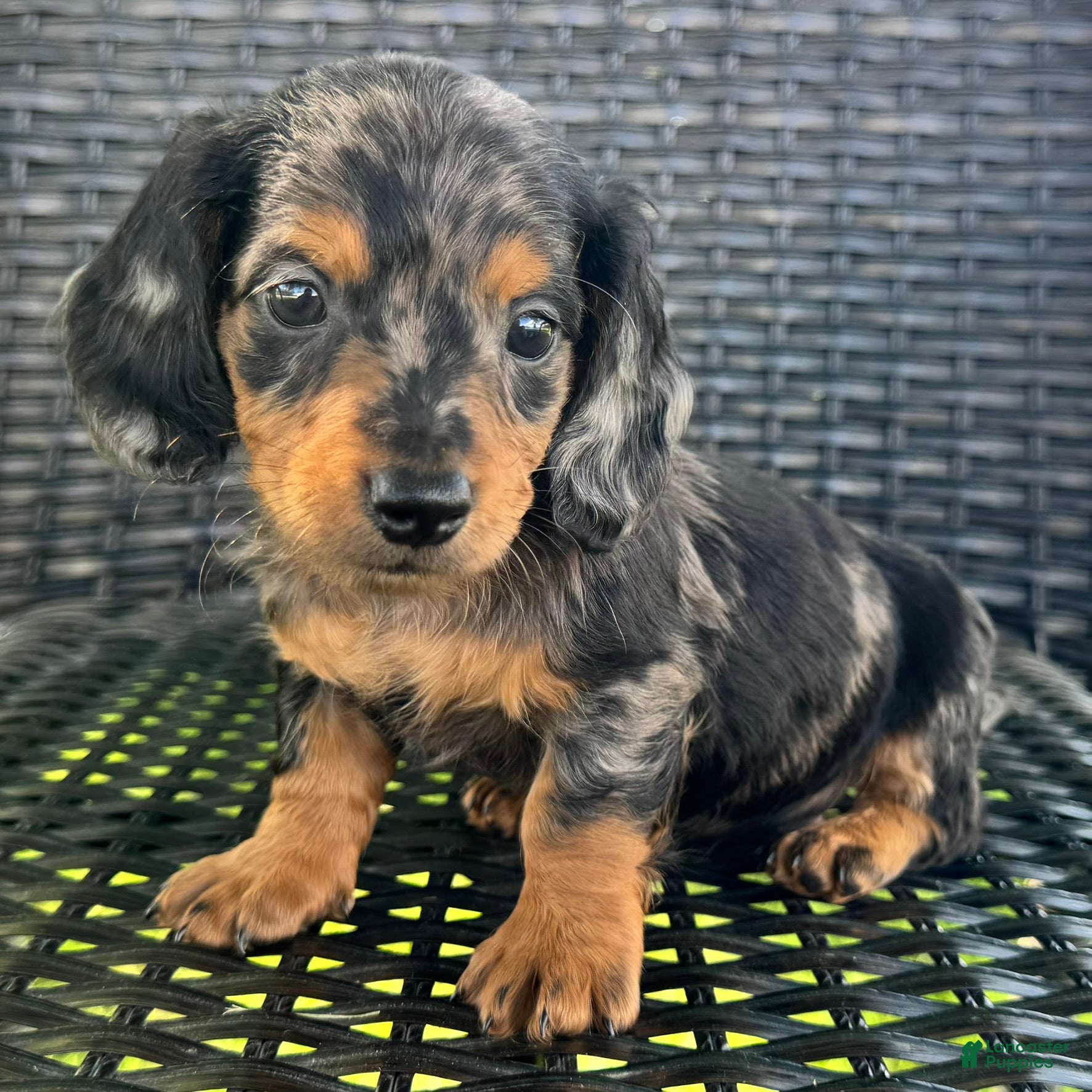 Dachshund dogs Dexter - Ad 1
