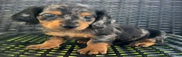 Dachshund dogs for sale: Dexter - Ad 1