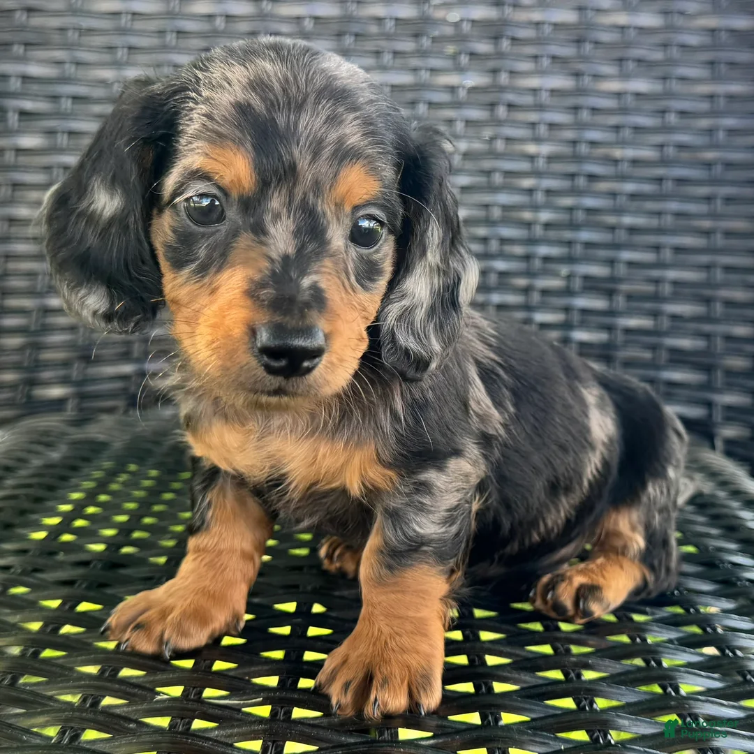 Dachshund dogs for sale: Dexter - Ad 1