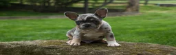 French Bulldog dogs for sale: Ace  (Blue Merle Tan) 🐶✨ - Ad 3