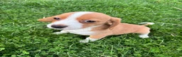 Beagle dogs for sale: Goldie - Ad 5