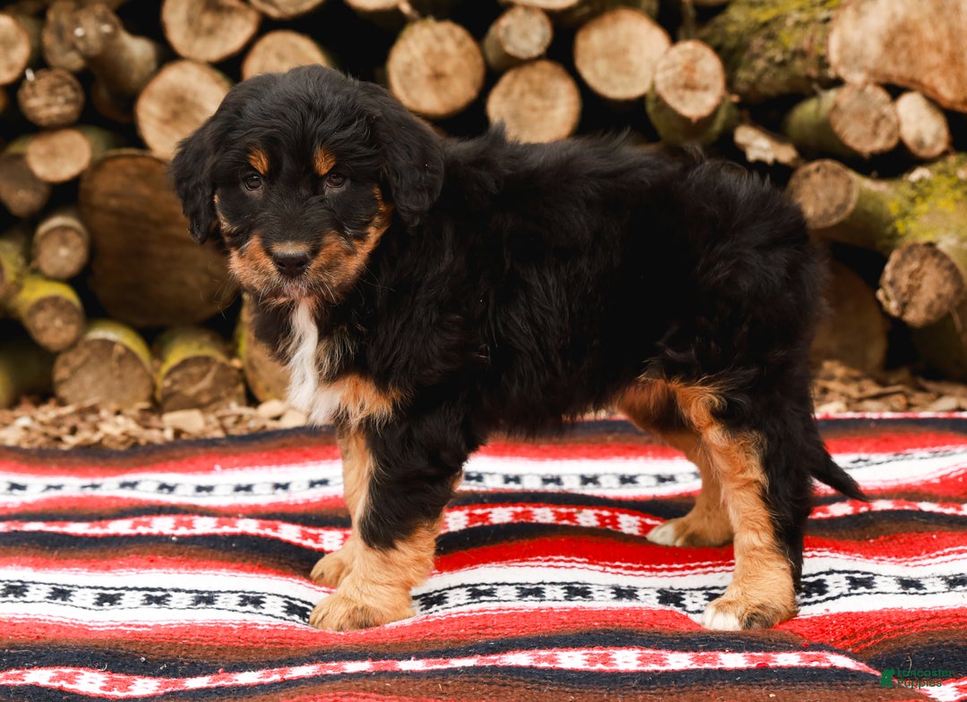 Aussiedoodle dogs for sale: Renae Standard - Ad 6