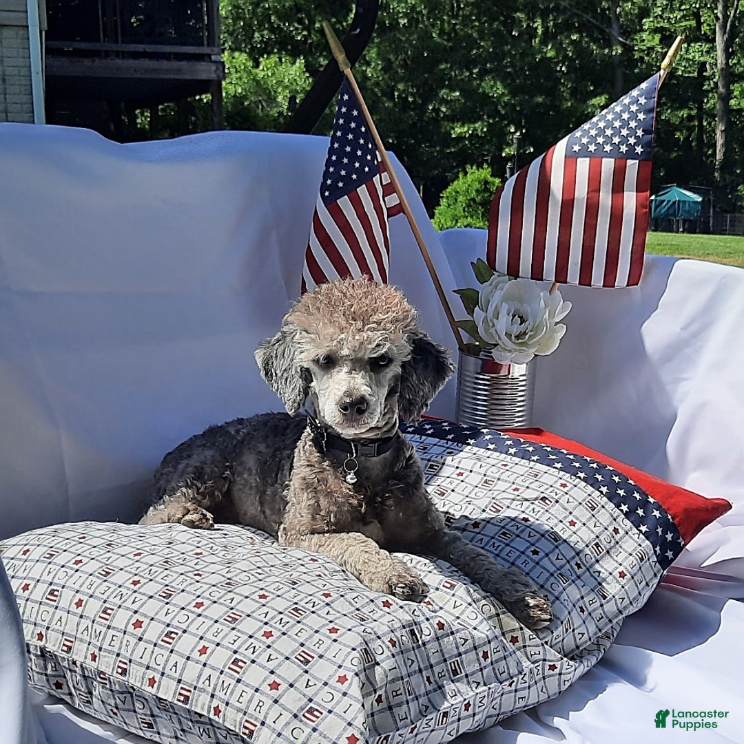 Toy Poodle dogs for sale: Asher - Ad 2