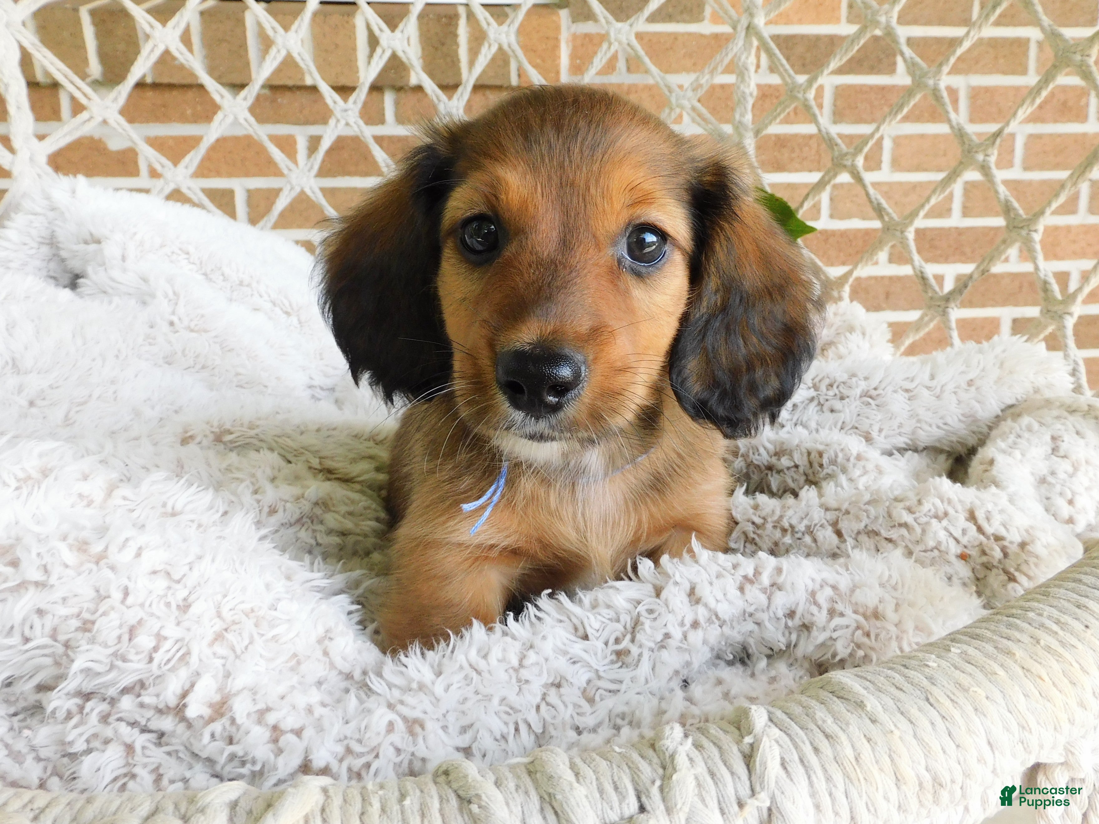 Miniature Dachshund dogs Toby - Ad 1