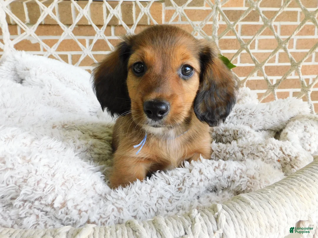 Miniature Dachshund dogs for sale: Toby - Ad 1