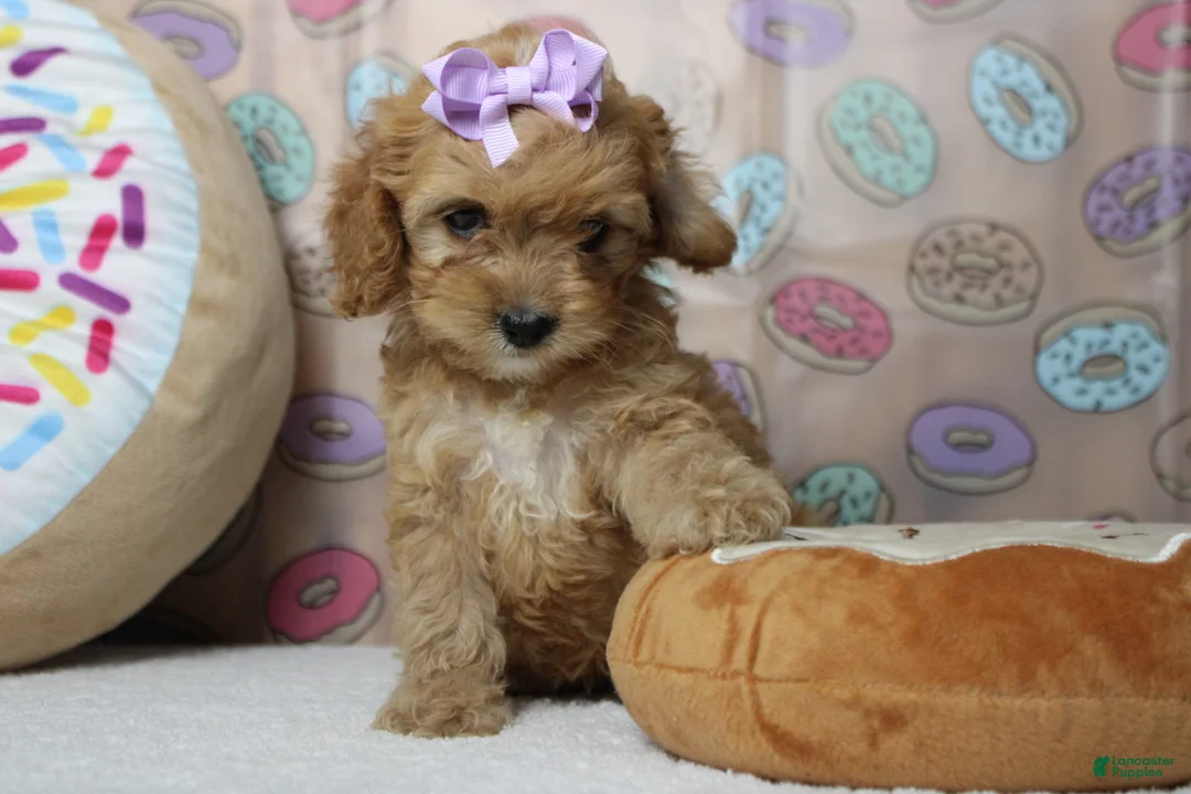 Cockapoo dogs for sale: Maddie - Ad 2