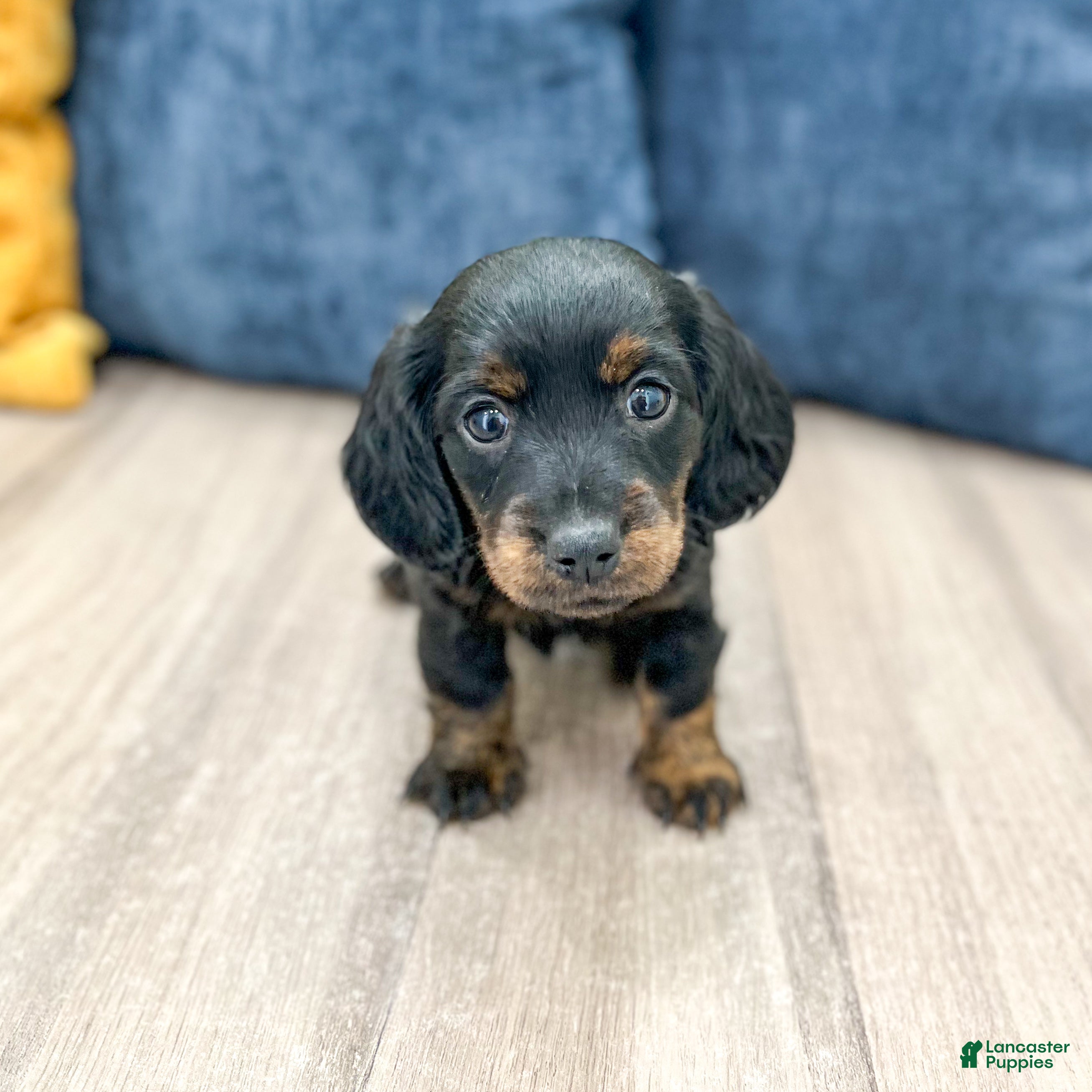 Miniature Dachshund dogs Jill - Ad 1