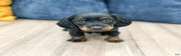 Miniature Dachshund dogs for sale: Jill - Ad 1