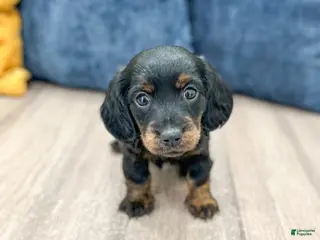 Miniature Dachshund dogs for sale: Jill - Ad 3