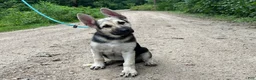German Shepherd dogs for sale: Brooklynn  - Ad 5