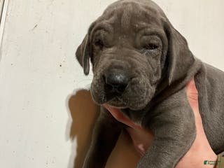 Great Dane dogs Rain - Ad 9