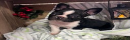 Boston Terrier dogs for sale: Bubba - Ad 1
