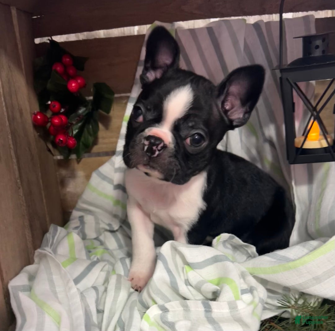 Boston Terrier dogs for sale: Bubba - Ad 1