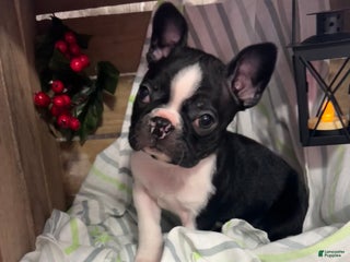 Boston Terrier dogs Bubba - Ad 1