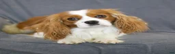 Cavalier King Charles Spaniel dogs for sale: Hadassah Special Needs - Ad 6