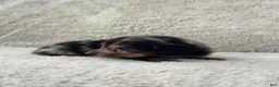 Miniature Dachshund dogs for sale: AKC Longhair Black Dapple Miniature Dachshund - Ad 5