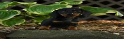 Miniature Dachshund dogs for sale: Dixie - Ad 3