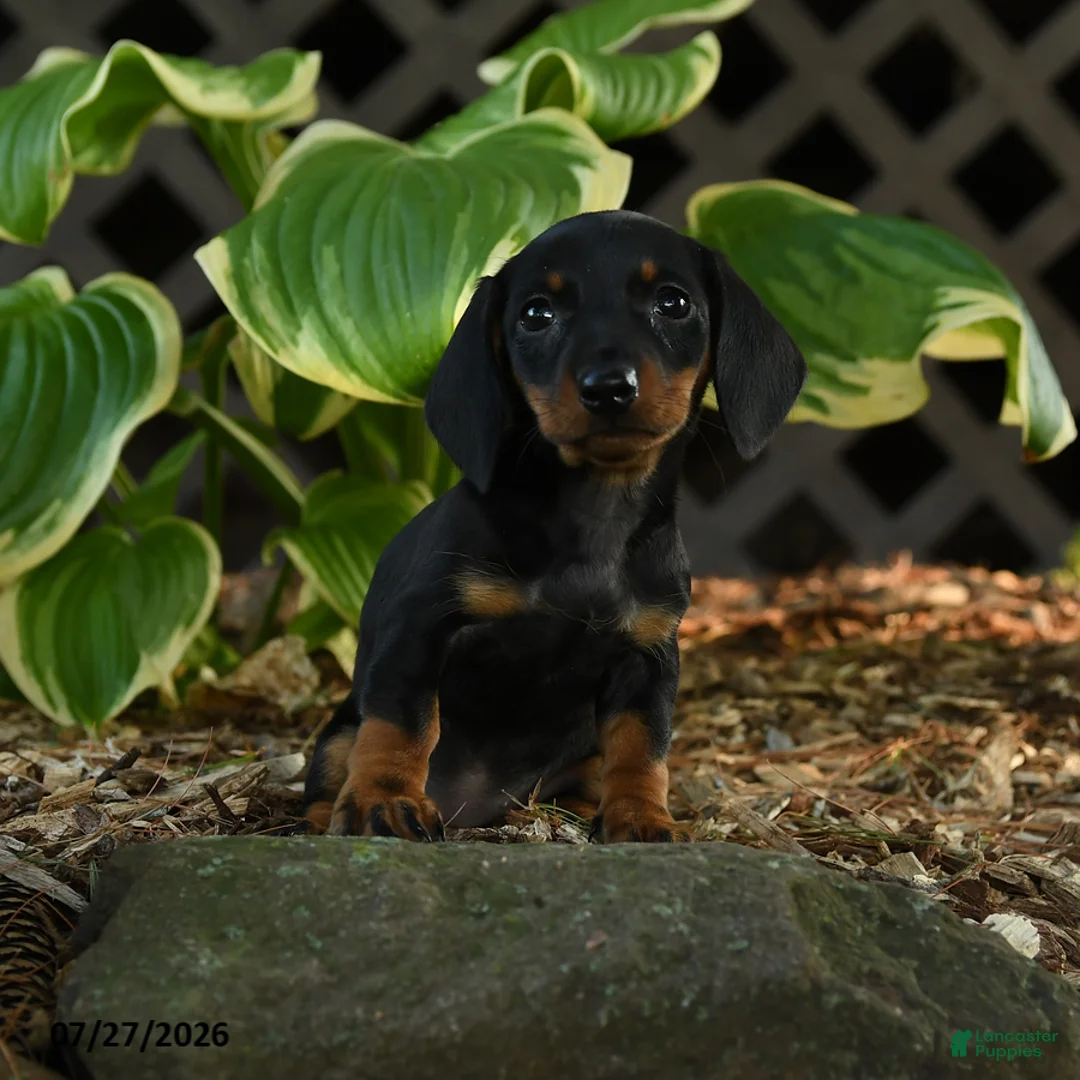 Miniature Dachshund dogs for sale: Dixie - Ad 3