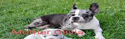 Boston Terrier dogs for sale: Rosalie - Ad 6