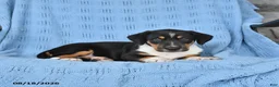 Mixed Breed dogs for sale: Pepper - Ad 3