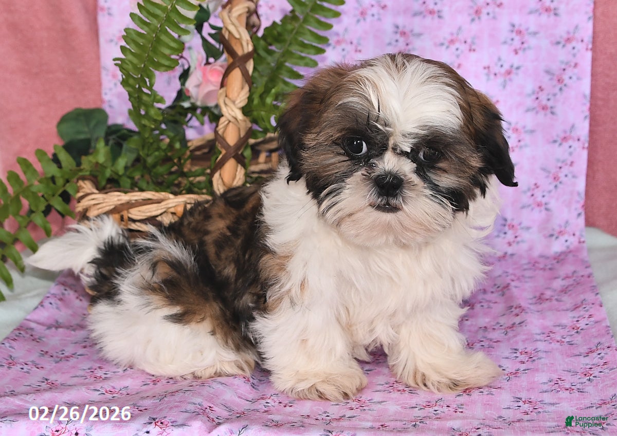 Shih Tzu dogs Sunshine - Ad 1