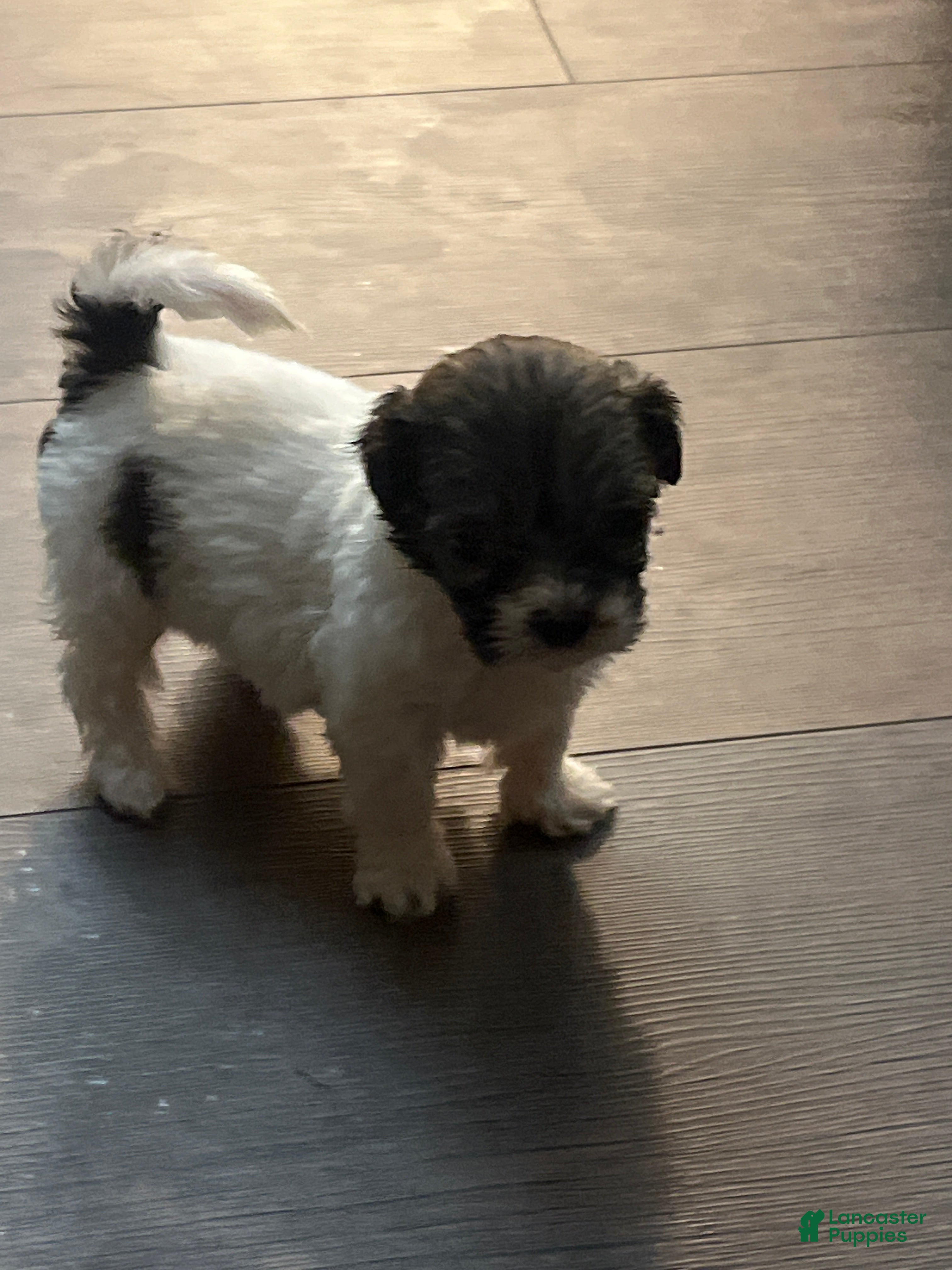 Mixed Breed dogs Mixed Breed 4 - Ad 9