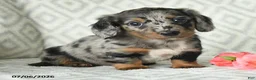 Dachshund dogs for sale: Bella   - Ad 3