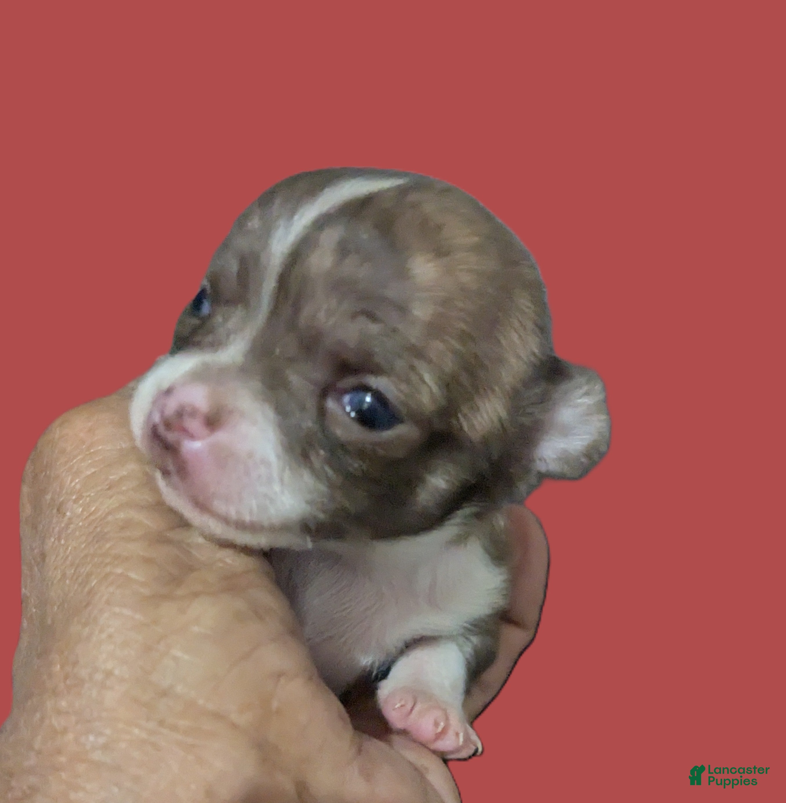 Chihuahua dogs Smooth Coat Tiny Teacup Cookie  - Ad 10