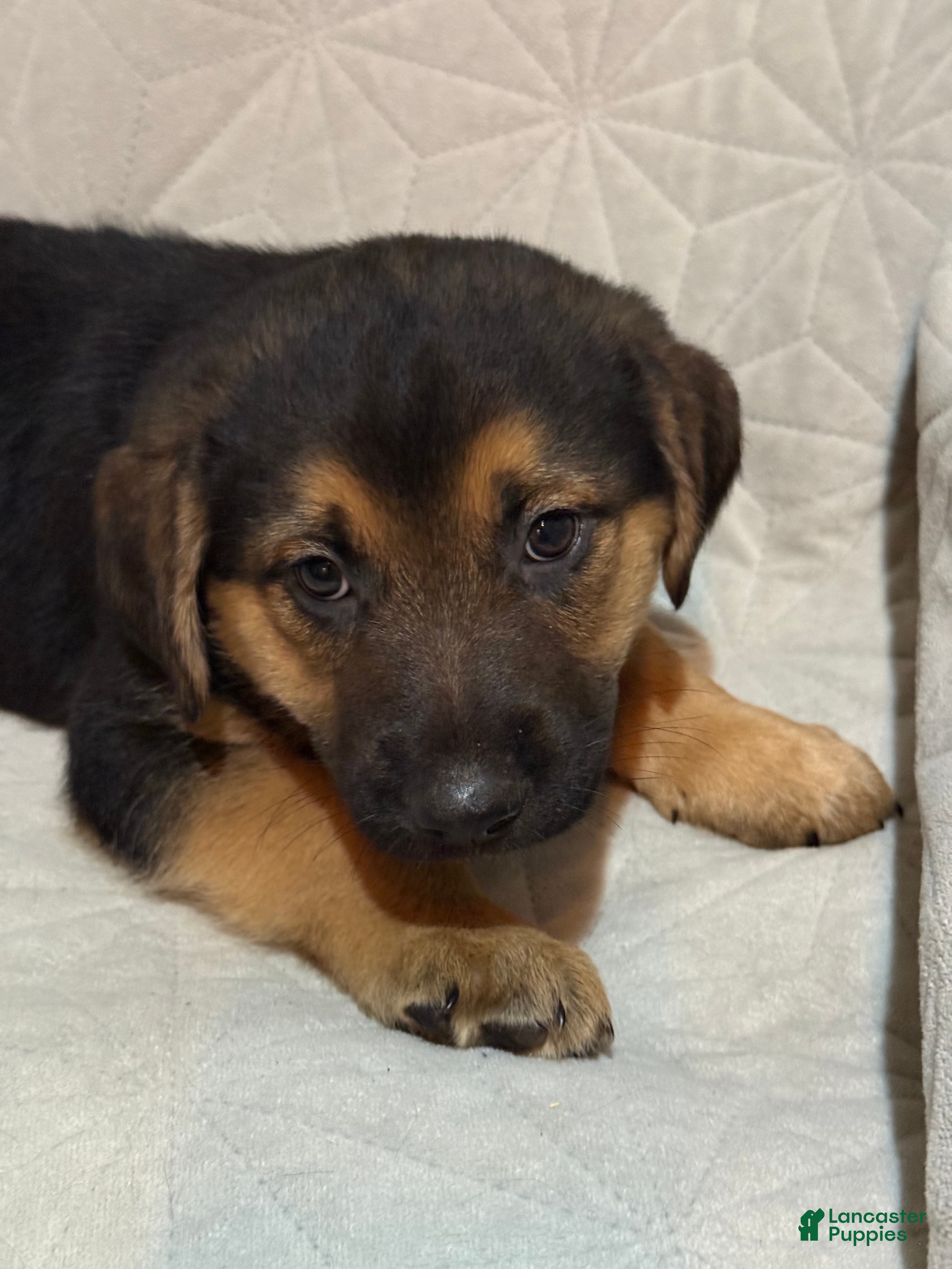 Mixed Breed dogs Mixed Breed Puppy 7 - Ad 14