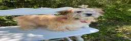 Morkie dogs for sale: Nacho - Ad 15