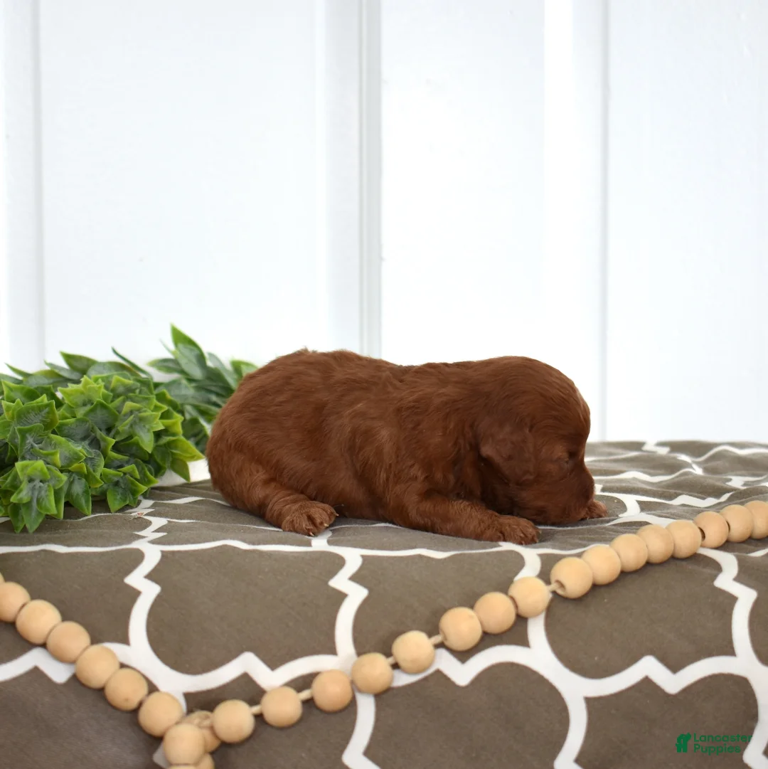 Toy Poodle dogs for sale: Clover  - Ad 6